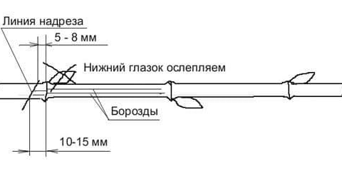 Kako uzgajati sadnice grožđa vlastitim rukama
